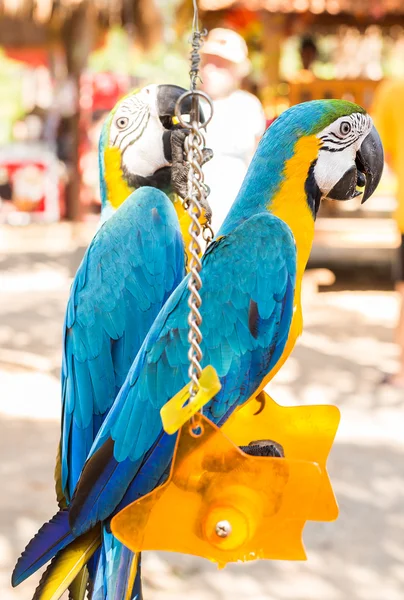 Barevné papoušky v parku — Stock fotografie