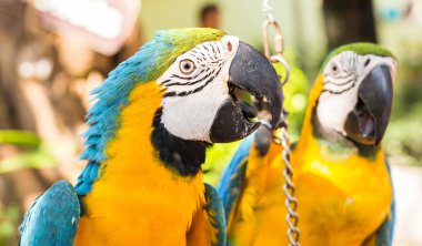 Parkta renkli Amerika papağanı