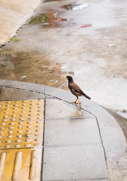 Portréja egy hegy Hegyi seregély bird, a legintelligensebb madár világ, el kell religiosa — Stock Fotó