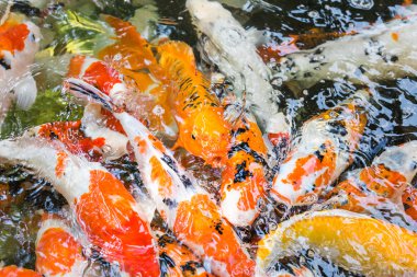 Besleme balık sazan