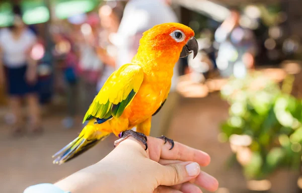Желтый попугай, солнце конуре — стоковое фото