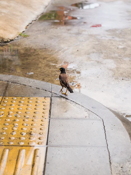 Portréja egy hegy Hegyi seregély bird, a legintelligensebb madár világ, el kell religiosa — Stock Fotó