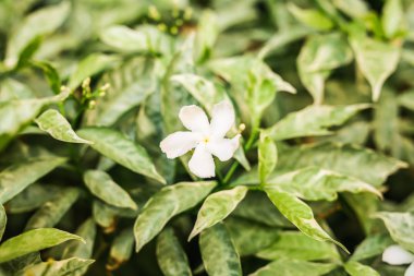 Tatlı güzel beyaz frangipani veya plumeria ağaç üzerinde