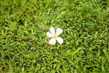 Beyaz tek Plumeria çiçek alanı metin, arka plan için yeşil çimenlerin üzerinde