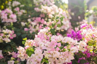 Begonvil kağıt çiçek renkli renkli