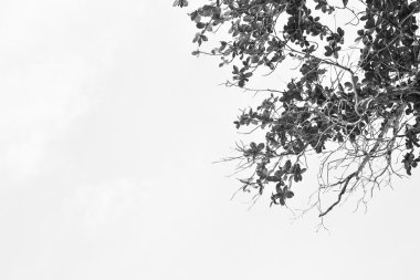 Dalları ve yaprakları ile gök