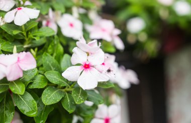 Çiçek Bahçe, yumuşak odak yağmur damlaları ile. Batı Hint deniz salyangozu, Catharanthus çevresi, Cezayir menekşesi çiçek, Bringht göz