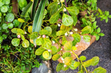 farklı yeşil çalılar ve otlar arka plan