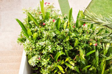 farklı yeşil çalılar ve otlar arka plan