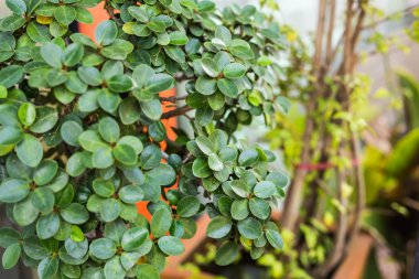 farklı yeşil çalılar ve otlar arka plan