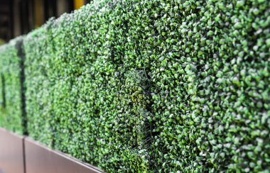 farklı yeşil çalılar ve otlar arka plan