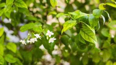 farklı yeşil çalılar ve otlar arka plan