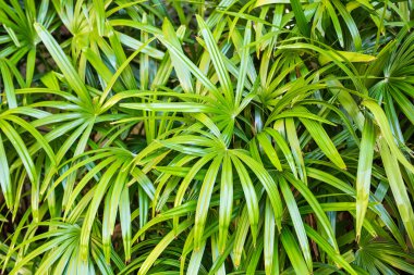 avuç içi dallarında