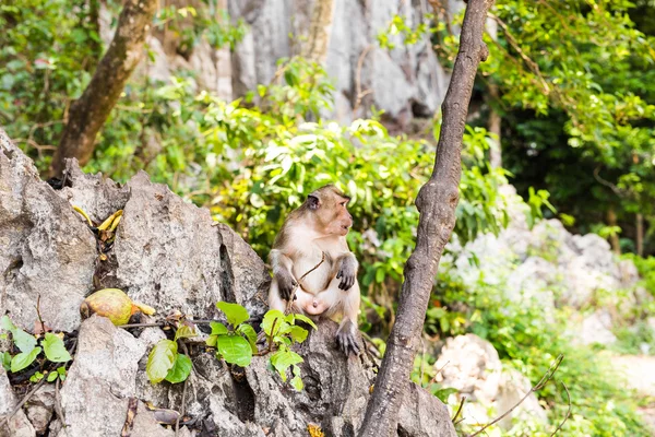 Singe mignon vit dans une forêt naturelle de Thaïlande . — Photo