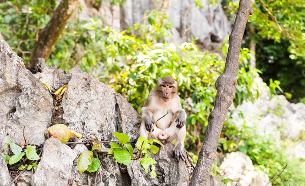 Singe sauvage mignon — Photo