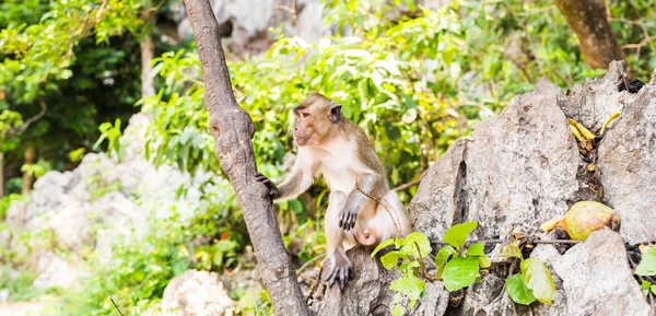 Niedlicher wilder Affe — Stockfoto