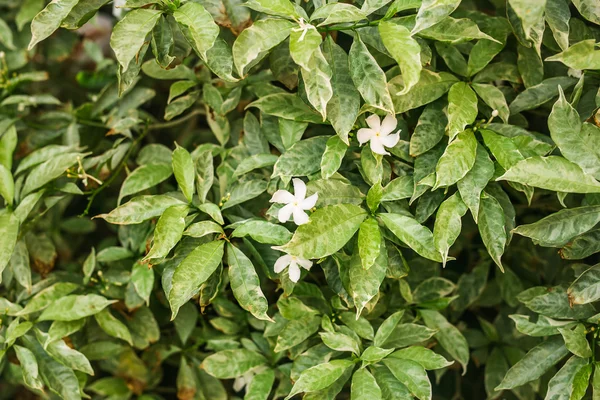 Όμορφη λευκή Φραντζιπάνι closeup ή plumeria σε δέντρο — Φωτογραφία Αρχείου