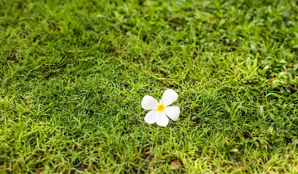 Fehér egyetlen Plumeria virág, zöld fű hely szöveg, háttér — Stock Fotó