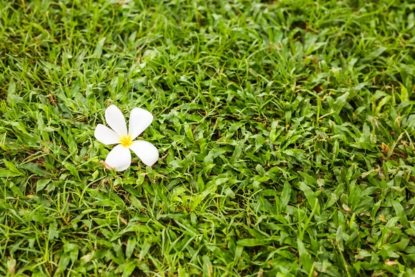 Flor de Plumeria única blanca sobre hierba verde para texto espacial, fondo — Foto de Stock