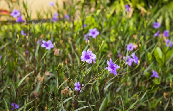 Fiori di petunia viola in giardino — Foto Stock