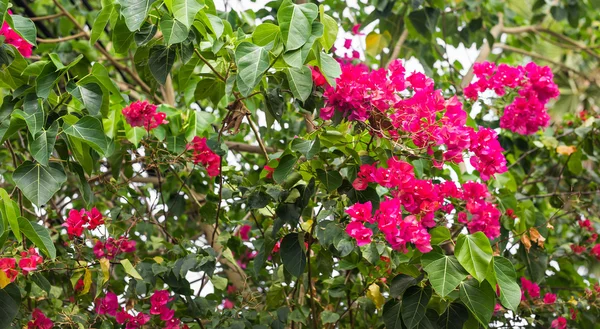 Bougainvillea flor de papel en color colorido — Foto de Stock