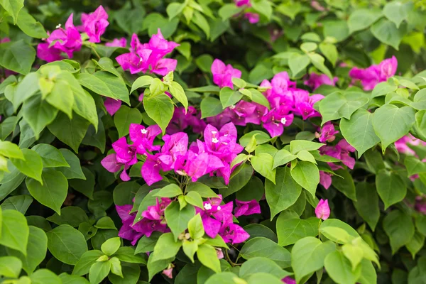 Bougainvillea paper flower in colorful color — Stock Photo, Image