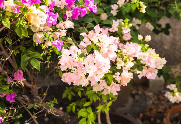 Bougainvillea flor de papel en color colorido — Foto de Stock