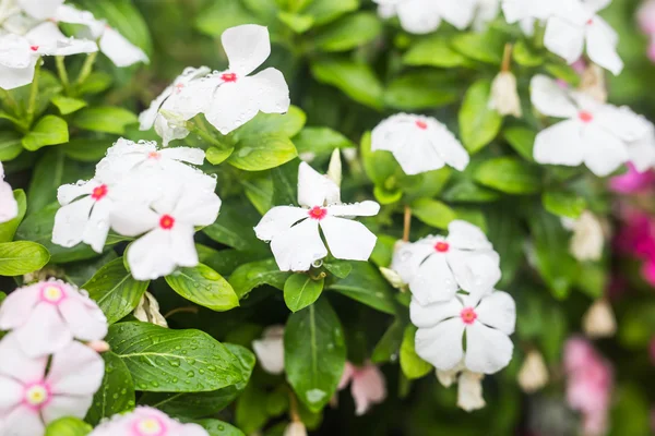 Fiori con gocce di pioggia in giardino, messa a fuoco morbida. Pervinca indiana occidentale, Cataranto rosato, Fiore di vinca, Occhio di Bringht — Foto Stock