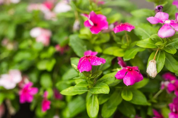 Fiori con gocce di pioggia in giardino, messa a fuoco morbida. Pervinca indiana occidentale, Cataranto rosato, Fiore di vinca, Occhio di Bringht — Foto Stock