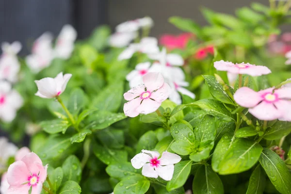 Flores con gotas de lluvia en el jardín, enfoque suave. periwinkle indio occidental, Catharanthus roseus, flor de vinca, Bringht Eye — Foto de Stock