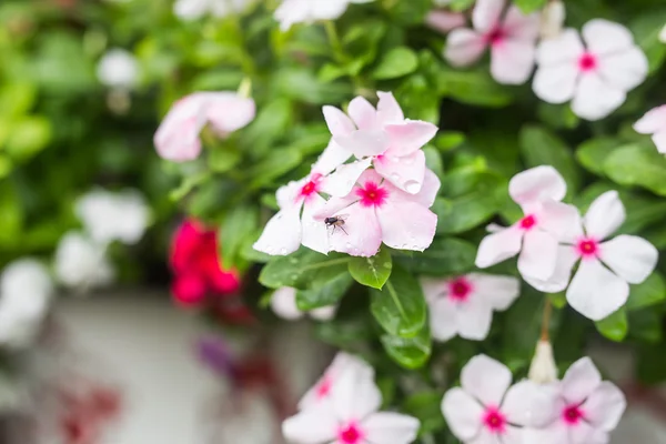 Flores con gotas de lluvia en el jardín, enfoque suave. periwinkle indio occidental, Catharanthus roseus, flor de vinca, Bringht Eye — Foto de Stock