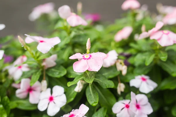 Fiori con gocce di pioggia in giardino, messa a fuoco morbida. Pervinca indiana occidentale, Cataranto rosato, Fiore di vinca, Occhio di Bringht — Foto Stock