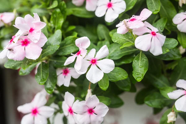 Fiori con gocce di pioggia in giardino, messa a fuoco morbida. Pervinca indiana occidentale, Cataranto rosato, Fiore di vinca, Occhio di Bringht — Foto Stock