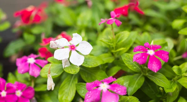Flores con gotas de lluvia en el jardín, enfoque suave. periwinkle indio occidental, Catharanthus roseus, flor de vinca, Bringht Eye — Foto de Stock