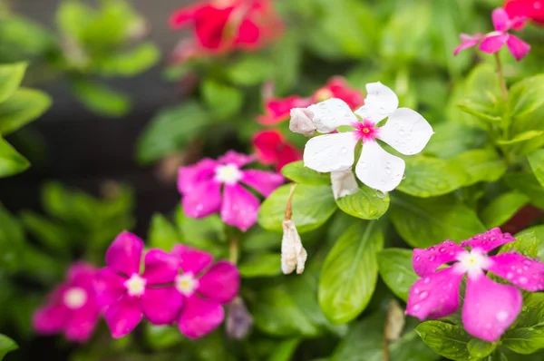 Flores con gotas de lluvia en el jardín, enfoque suave. periwinkle indio occidental, Catharanthus roseus, flor de vinca, Bringht Eye — Foto de Stock