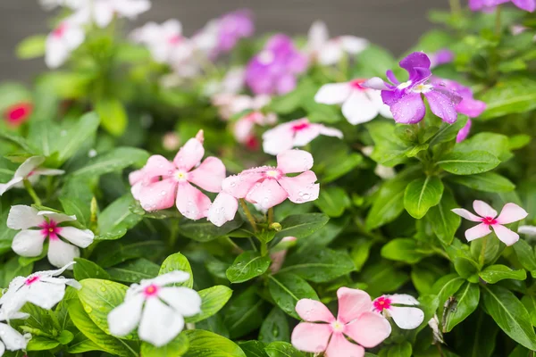 Fiori con gocce di pioggia in giardino, messa a fuoco morbida. Pervinca indiana occidentale, Cataranto rosato, Fiore di vinca, Occhio di Bringht — Foto Stock