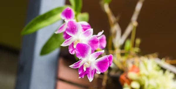 A gyönyörű lila orchidea virágot közelről — Stock Fotó