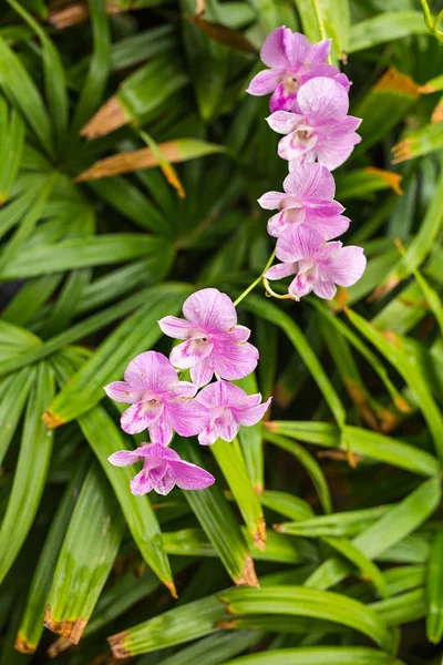 Close up de bela flor de orquídea roxa — Fotografia de Stock