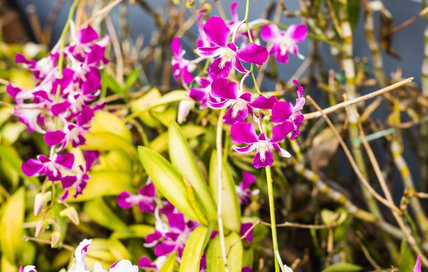 Primer plano de hermosa flor de orquídea púrpura — Foto de Stock