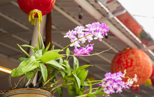 美丽的紫兰花花的特写 — 图库照片