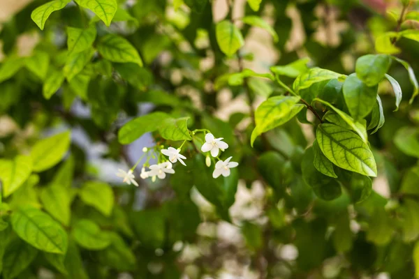 Různé zelené pozadí keřů a bylin — Stock fotografie