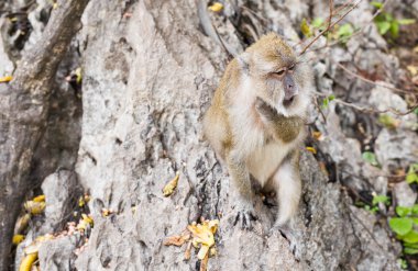 Tayland bir doğal orman sevimli maymun yaşıyor.