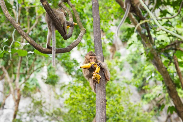 La scimmia siede e mangia banana — Foto Stock
