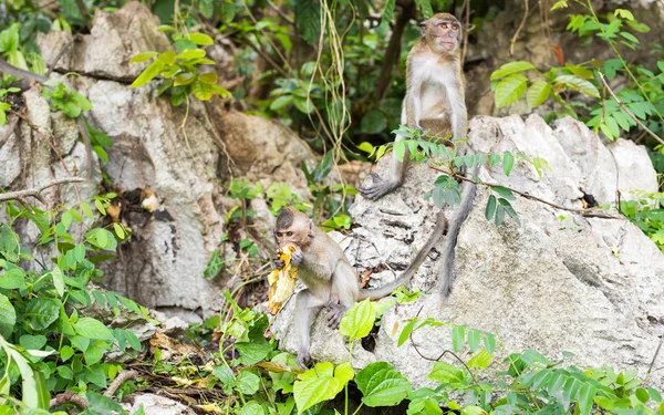 Simpatica scimmia vive in una foresta naturale della Thailandia . — Foto Stock