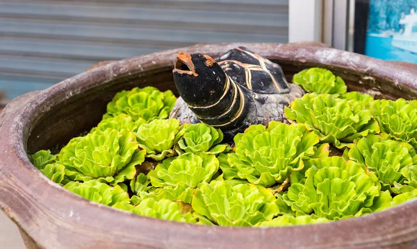 Stone Turtle statue — Stock Photo, Image