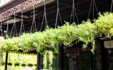 Güzel çiçek saksısı