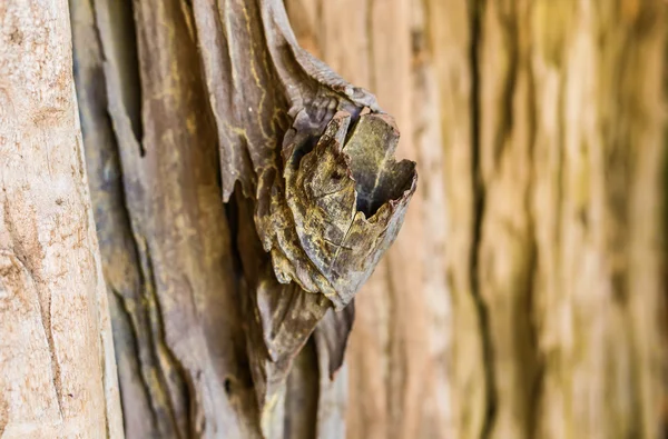 Bark of tree — Stock Photo, Image