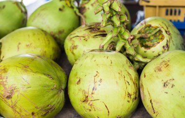 Hindistancevizi Market