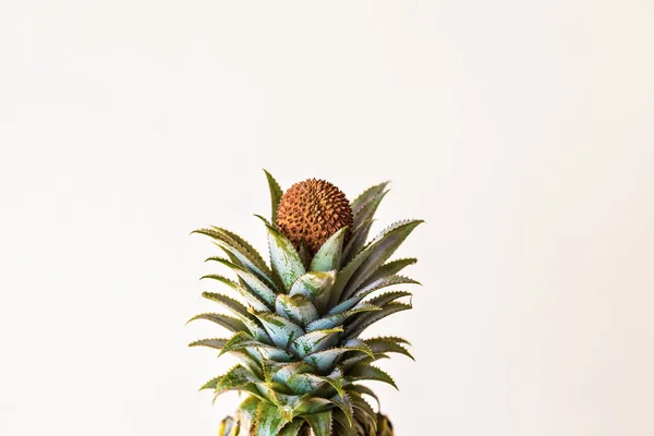 Vrchol čerstvého ananasu s Liči na bílém pozadí — Stock fotografie