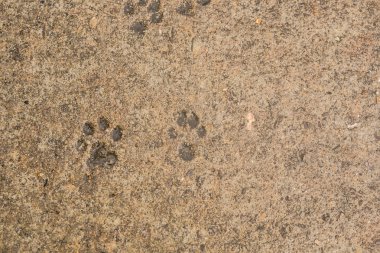 Köpek pençe asfaltta yazdırma